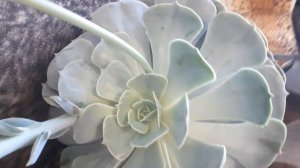Эхеверия Лилацина. Пахифитум.