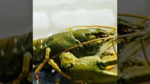 Раки в Новосибирске