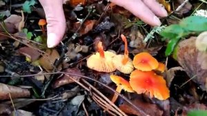 Hygrocybe reidii. El sombrero rojo saturado con el borde acanalado lo diferencian de otros similare