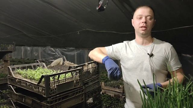 Урожай зелёного лука 2023 . Немного о себе. смотреть онлайн