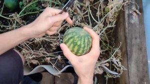 У МЕНЯ ВЫРОС АРБУЗ ИЗ КОСТОЧКИ / ЭКСПЕРИМЕНТ - МОЖНО ЛИ ВЫРАСТИТЬ АРБУЗ ИЗ КОСТОЧКИ