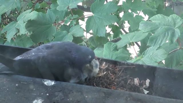 Семейная жизнь голубей смотреть онлайн