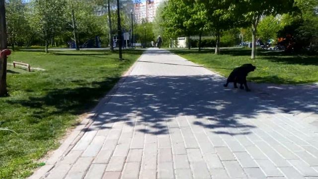 Dog barks Labrador retriever Собака лает Лабрадор-ретривер कुत्ता 狗 犬 개 كلب Anjing Hund Chien İt Ит смотреть онлайн