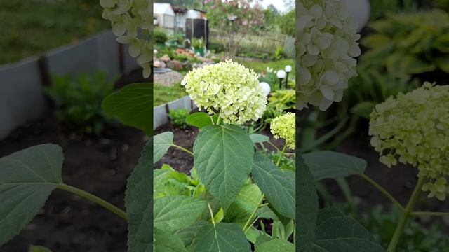 Цветущая Сибирь, цветут сирень, калина Бульденеж, гортензия, калибрахоа. смотреть онлайн