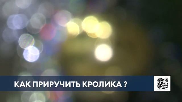 Нижнекамцам посоветовали встречать год Чёрного Водяного Кролика в кругу родных и близких смотреть онлайн