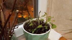 как вырастить акация для пасеки