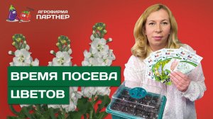 СЕЕМ НА РАССАДУ ВИОЛЫ И МАТТИОЛЫ