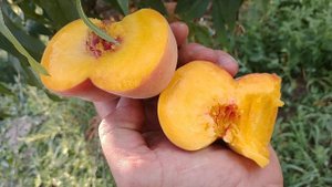 Інжирний персик Орнела. Peach Ornela. Новий сорт, сигнальні плоди. Обзор від Максі Сад