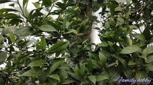 Обзор ТЕПЛИЦЫ с цитрусовыми и др. экзотическими растениями. 20 февраля.