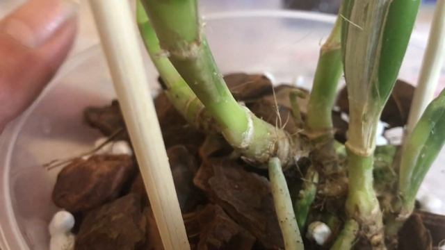 Посадка новой каттлеи из мха в домашний субстрат. смотреть онлайн