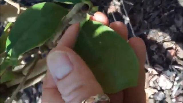 Petty's Irrigation and Landscape: Camellia Tutorial смотреть онлайн