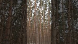 Сосновый бор при Кардиоцентре г.#Кемерово, 11.03.23.