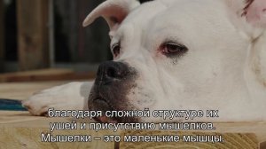 Как собаки слышат ультразвук: удивительные особенности