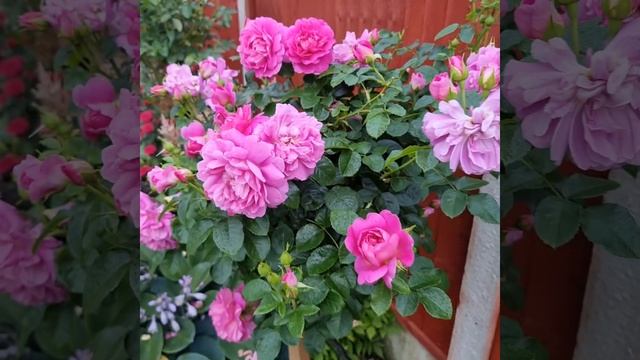 Rose Princess Anne смотреть онлайн