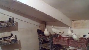 чистопольские и ижевские голуби г фурманов ивановская область