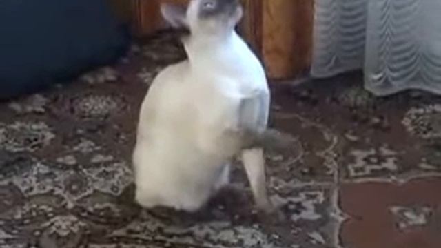 Сумка переноска для кошек_Кошки разные смотреть онлайн