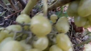 Виноград ,,Аркадия " , первое плодоношение...