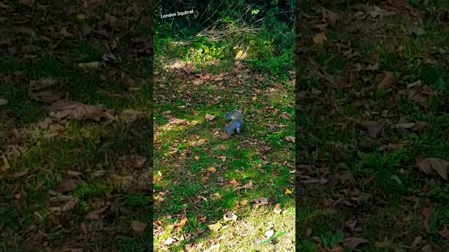 Canadian Wild Grey Squirrels invasion in London, UK.