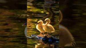 Танец маленьких утят. ДЕТСКИЕ ПЕСЕНКИ