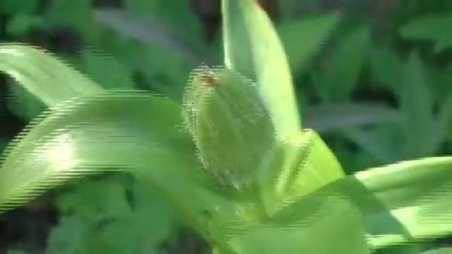 Подкормка и уход за лилиями летом. Сад и огород выпуск 229 смотреть онлайн