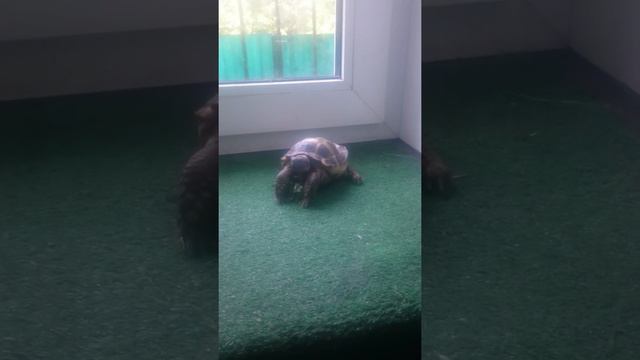 23 июня 2020 г. Черепаха Daniel -после завтрака!) гулямба) смотреть онлайн