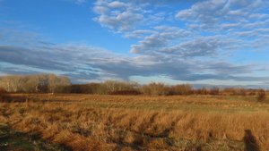 Утро на северо-западе Ростовской обл в начале ноября. Роса и облака. Облепиха выглядит как эвкалипт