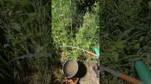 деревня родищево абесинка