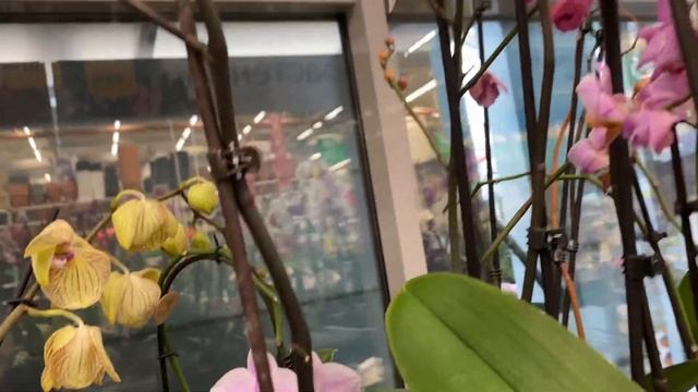 Уценённые Орхидеи в Бауцентре Омск ищут дом) смотреть онлайн