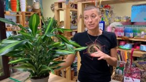 Комнатное растение Драцена Цинто | пышная и роскошная - как ухаживать, на что обратить внимание