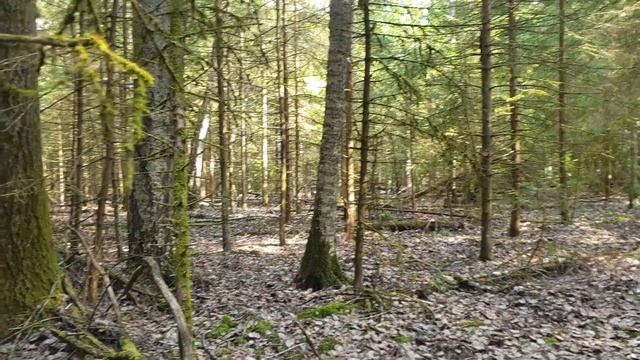 Грибы для друга и зверь по имени Квадроцикл. смотреть онлайн