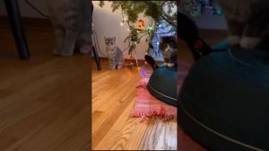 Кошки и ёлки/коты против  новогодних ёлок#ржака#котики#смешно#приколы