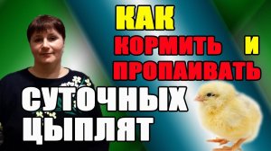 Как  правильно кормить и пропаивать суточных цыплят.