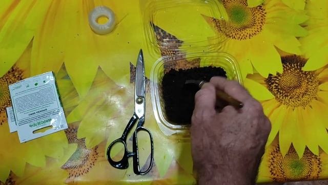 Как прорастить микро зелень.Брюква.