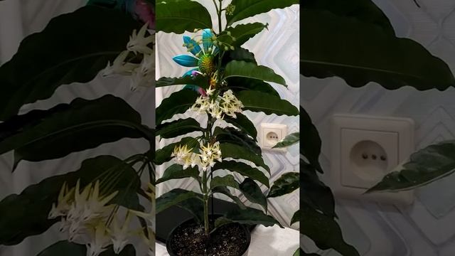 Мои хойи радуют- Кримстон Квин , Лиза, Мультифлора, Якута мини 199 смотреть онлайн