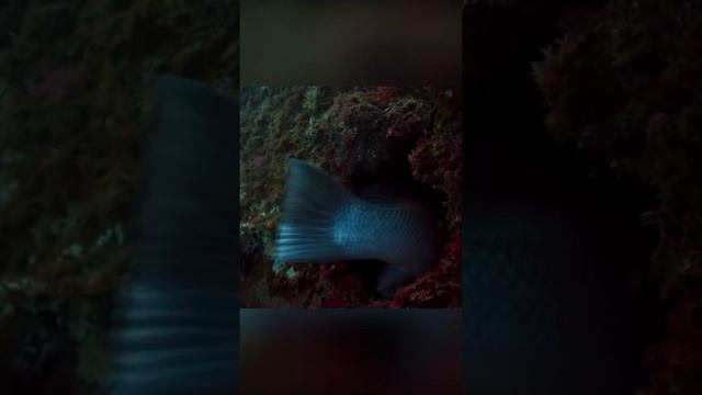 Что скрывает самка рыбы Кабудай смотреть онлайн