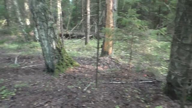 Грибник попал на поляну подосиновиков! Конец Лета! Август 2023 года. смотреть онлайн