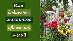 Как добиться шикарного цветения лилий