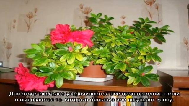 Грамотный уход за азалией дома- залог обильного цветения смотреть онлайн