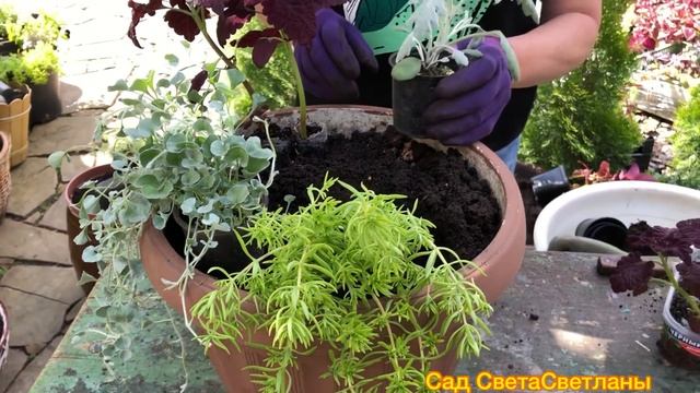 Украшаем наш САД.ЦВЕТОЧНЫЕ композиции в вазонах.Для ДАЧИ ,для сада.Идеальные сочетания ЦВЕТОВ.