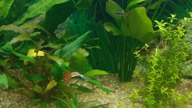 Фотосинтез в аквариуме смотреть онлайн