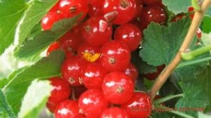 Смородина красная Дана (ribes rubrum) ? смородина Дана обзор: как сажать саженцы смородины Дана