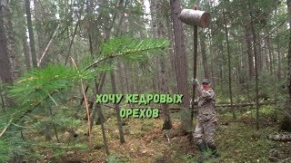 ЗА КЕДРОВЫМИ ОРЕХАМИ