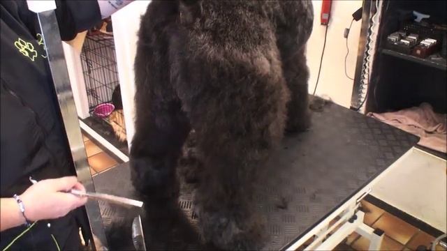 Nathalie Trimt Bouvier Mikey смотреть онлайн