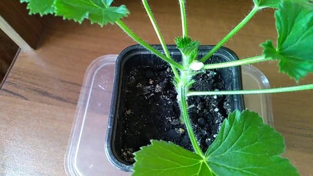 Королевская герань!!! Вредители слюнявка пенница на черенке!!! смотреть онлайн