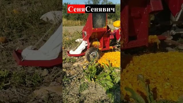 Молотим гарбуз - УКРАЇНСЬКИМ міні ГАРБУЗОВИМ КОМБАЙНОМ МОРОЗА