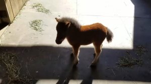 Малыш миниатюрной лошадки