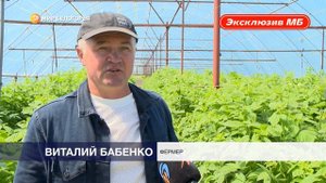 Как выращивают самую вкусную клубнику в Борисовке