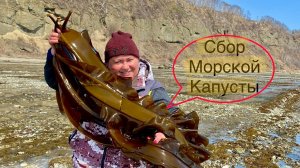 Морепродукты под ногами! Сбор морской капусты и морского винограда на отливе, Сахалин