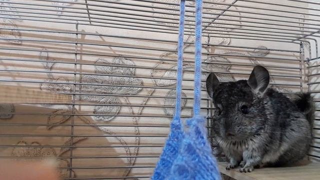Шиншиллка