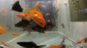 Оранжевая аквариумная рыбка  Вуалехвост  Телескоп